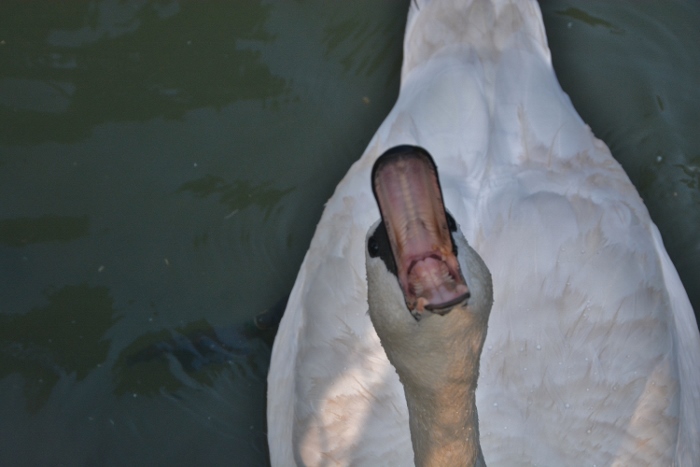 swan grabbing food
